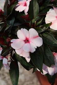 Image result for Impatiens zombensis