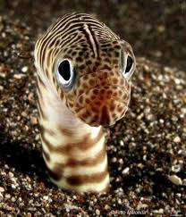 Garden Eel Ocean Creatures Ocean Animals Marine Animals