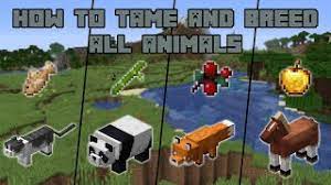 You will see hearts appear above the pigs you fed. Top Five Uses For Minecraft Pigs