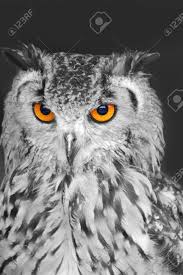 Bird With Orange Beak And Black And White Feathers Owl Black And White Google Search Black And White Owl Owl Owl Eyes