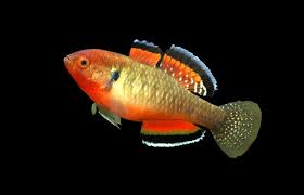 Image result for Hypolytrum goetghebeur