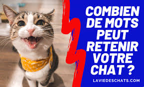 Combien De Mots Peut Comprendre Un Chat En 2020 Chat Comprendre Son Chat La Vie Des Chats