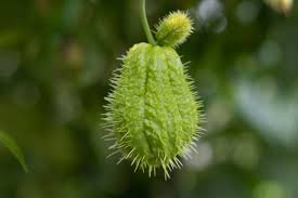 Image result for Gilgiochloa