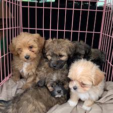 This haven for shih tzus, shih poos, and other small dog blends is hoping to buck the go big mantra texas is known for. Arizona Mini Shih Poo Puppies Shih Poo Puppy Sales