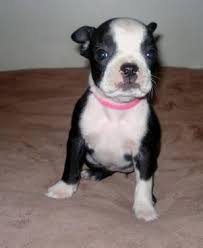 Thinking about adding a boston terrier puppy to your household? Boston Terrier Puppies For Sale 6 Weeks Old For Sale In Wareham Massachusetts Classified Americanlisted Com