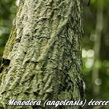 Image result for Monodora grandidieri