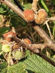 Image result for Grewia praecox