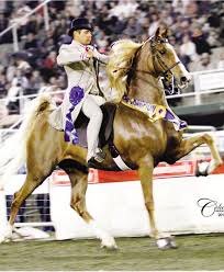 Pin By Toni Ross On Horses Saddlebreds American Saddlebred Horses Show Horses