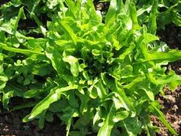 Fedco Seeds Item Royal Oakleaf Herbs Seeds Eat The Rainbow