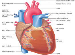 Difference Between Artery And Vein Major Differences Arteries And Veins Arteries Nursing School Prerequisites