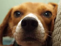 We did not find results for: Pet Communication Understanding The Importance Of The Heartmind Connection Val Heart