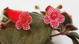 Image result for Kohleria