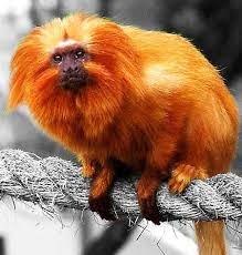Golden Lion Tamarin The Lion Monkey Golden Lion Tamarin Save Animals Animals Beautiful