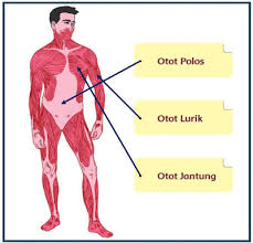 Letak Otot Polos Otot Jantung Dan Otot Lurik Otot Lurik Berkelas Tubuh Manusia