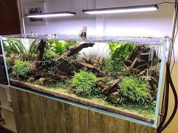 Beautiful 150cm Display At Aquariumgardens Theaquascaper Twinstaruk Twinstareu Aquarium Aquascaping Pla Aquarium Aquascape Aquarium Aquarium Garden