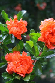 Image result for Punica