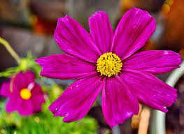 Cosmos Flower In Marathi Best Flower Wallpaper