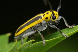Black And Yellow Longhorn Beetle Woodbine Borer Saperda Puncticollis Cerambycidae Flickr