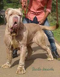 Any dog breed affenpinscher afghan hound africanis airedale terrier akbash akita alapaha blue blood bulldog alaskan klee kai alaskan malamute american bandogge mastiff just in time for christmas! Simha Kennels Neapolitan Mastiff Available For Stud Facebook
