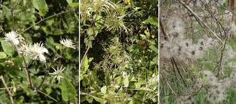 Cow parsnip has hairy grooved stems, and the leaves are not as deeply lobed and sharply cut/toothed (incised) on the edges as seen with giant hogweed. Wild Clematis Clematis Vitalba Fraser Valley Invasive Species Society