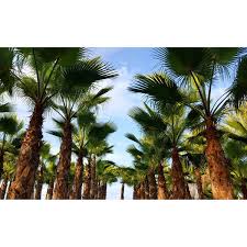 Image result for Washingtonia