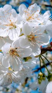 Black And White Cherry Blossoms Wallpaper White Close Up Cherry Tree Spring Blossom 720x1280 Wallpaper White Flowering Trees Cherry Blossom Wallpaper Cherry Blossom Flowers