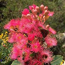Dwarf flowering gum trees for sale. Dwarf Flowering Gums Nurseries Online