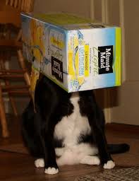 Baking soda is great at absorbing odors in your fridge, but it actually has the opposite effect in the litter box. world's best cat litter™ insights & innovations team. Caterville Soda Box Cats
