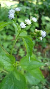 Image result for Vernonia cinerea