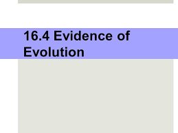 Worksheets are journey of discovery, biology chapter 16 work answers, primate evolution evidence from the fossil record, davieducatord koch hall of human origins g12rades 5 guide, evidence for evolution cloze work, hominidprimate cranial morphology work, chapter primate origin, biology 220. 16 4 Evidence Of Evolution 16 4 Evidence Of Evolution Ppt Download