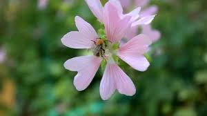 Image result for x Ruttyruspolia 'Phyllis van Heerden'