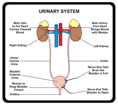 Urinary System Facts Functions Diseases Excretory System Body Systems Urinary Tract