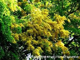 Image result for Pterocarpus