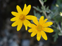 Image result for Vittaria guineensis