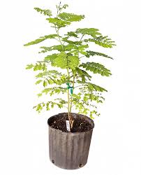 La portulaca è una pianta originaria dell'asia, oggi diffusa in tutto il mondo come infestante negli orti e nei giardini. Buy Caesalpinia Pulcherrima Dwarf Poinciana Pride Of Barbados Free Shipping Over 100