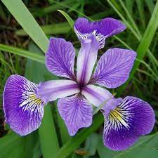 Iris Species Kaggle