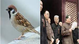 Rumput > jangkrik > burung pipit > burung elang. Nekat Musnahkan Semua Burung Pipit Karena Dianggap Hama 45 Juta Orang Alami Kelaparan Tribun Batam