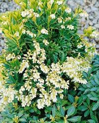 They have small green leaves and depending on the variety, drooping clusters of white, pink, or red fragrant flowers in spring. Pieris Japonica White Rim Media Database
