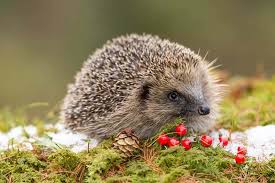 Die warme feuchte witterung der vergangenen wochen lässt die schnecken in scharen aufmarschieren. Igel Uberwintern Im Garten So Machen Sie Richtig Platz Fur Igel Im Winter
