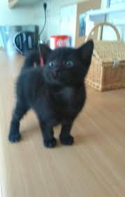 We did not find results for: Melanistic Tabby Kitten Blue Eyes Shrewsbury Shropshire Pets4homes