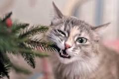 Image result for why is my cat eating my fake christmas tree
