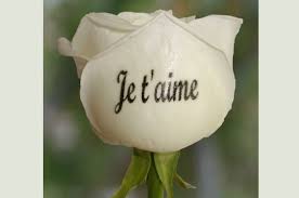 Résultat de recherche d'images pour "fleurs d'amour"