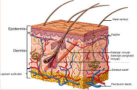 Apa Itu Sistem Ekskresi Tubuh Organ Dan Fungsinya