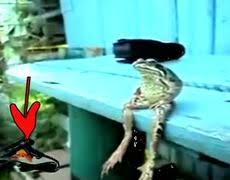 This is why i visit snotr. Unseen Footage Frog Sitting On A Bench Like A Human Videos Metatube