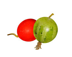 Image result for Cucumis maderaspatanus