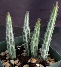 Image result for Senecio propior