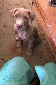 Blue nose pitbull puppies facts for adoption. Want To Adopt A Pet Here Are 3 Cuddly Canines To Adopt Now In Saint