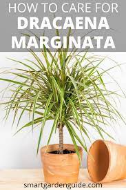 Madagascar Dragon Tree Care Dracaena Marginata Smart Garden Guide Tree Care Dracaena Plant Dragon Tree Plant
