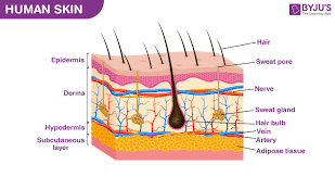 Bio201 skin skin model anatomy models labeled human anatomy and physiology the skin is an organ that forms a protective barrier against germs (and other select from premium human skin of the highest quality. Skin Diagram With Detailed Illustrations And Clear Labels