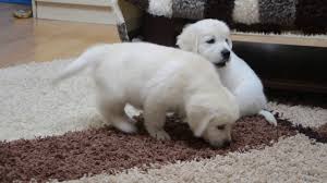 Below are our currently available puppies. Cute White English Golden Retriever Pups Exploring The Room Youtube